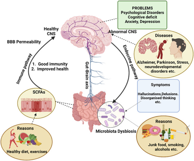 gut brain 2
