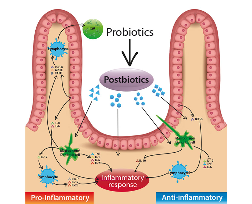 postbiotics m