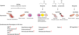 scfas receptors